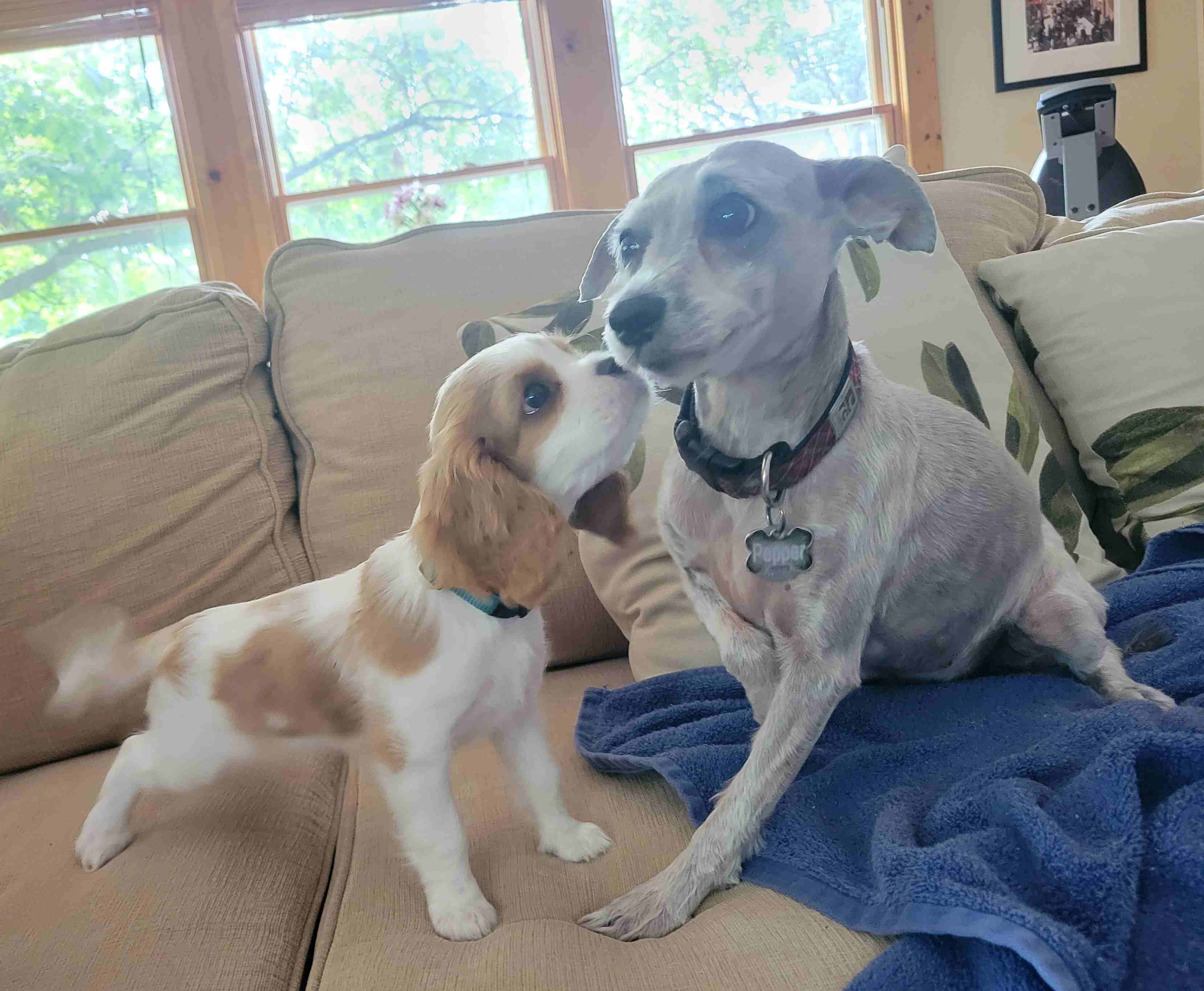2024-08-31 Bingley and Pepper.jpg